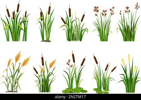 Cartoon-See-Wasserpflanzen. Sumpfkattacken, Sumpfschildkröten und blühende Bollwut-Vektorvektoren Stock Vektor