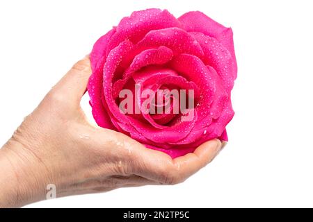 Eine Hand hält eine große Rosenblume mit Tautropfen. Stockfoto