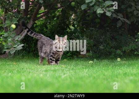 Süße graue Hauskatze, die im Sommergarten auf grünem Gras läuft Stockfoto