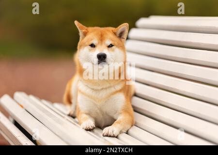 Nahaufnahme des shiba inu Hundes, der auf der Bank liegt Stockfoto