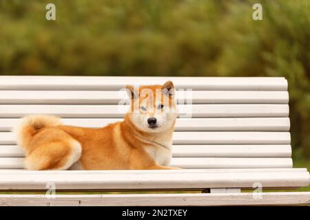 Porträt eines shiba inu Hundes, der auf der Bank liegt Stockfoto