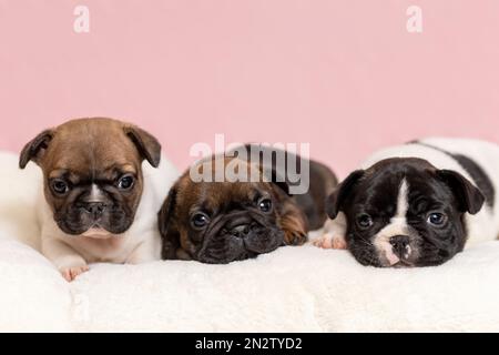 Drei süße, schläfrige Welpen mit französischer Bulldogge, die zu Hause auf der Decke liegen Stockfoto
