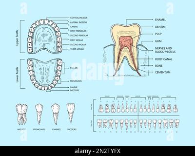 Das Anatomieschema der Zähne. Zahnstruktur-Infografik, kieferorthopädisches menschliches Zahnverlustdiagramm und Munddiagramm-wissenschaftliche Vektordarstellung Stock Vektor