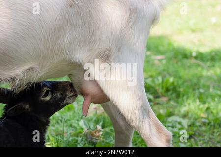 Ein kleiner schwarzer Junge saugt das Euter einer weißen Ziege auf einer Farm. Die Ziege füttert ihr Kind geduldig. Stockfoto