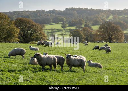 Schafe auf dem Feld mit der High Weald-Landschaft im Herbst, Burwash, East Sussex, England, Vereinigtes Königreich, Europa Stockfoto