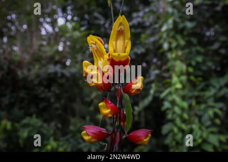 Gelbe Blumen im natürlichen Gartenhintergrund Stockfoto