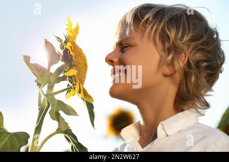 Süßer kleiner Junge, der draußen an Sonnenblumen schnüffelt. Das Kind verbringt Zeit in der Natur Stockfoto