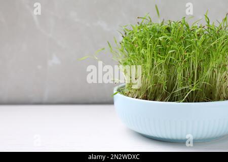 Frische Bio-Mikrogreens im Topf auf weißem Tisch, Platz für Text Stockfoto