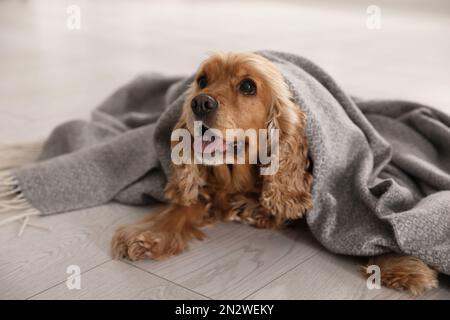 Süßer englischer Cocker-Spaniel-Hund mit grauem Karomuster auf dem Boden Stockfoto