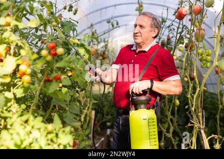 Reifer Mann mit Insektizid auf Gemüse im Hinterhof-Gewächshaus Stockfoto