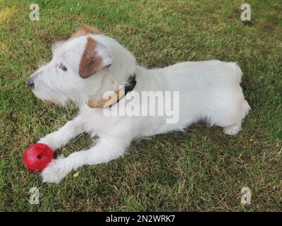 Süßer Jack-russell-Terrier-Hund mit einem roten Ball, der starrt Stockfoto