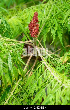 Rhus typhina Dissecta, Hirschhorn sumach, Laubstäubchen aus kleinen, gelbgrünen Blüten Stockfoto