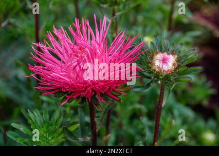 Callistephus chinensis Sternscharlach, china Sternscharlach, Chrysanthemum-ähnliche, tiefrosa Blüten Stockfoto