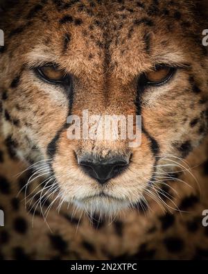 Ein wütender Gepard. DIESE UNGLAUBLICHEN Bilder kommen diesen atemberaubenden Tieren aus nächster Nähe und schaffen einzigartige Porträts von Tieren, die im Zoo geboren wurden. Ein im Stockfoto