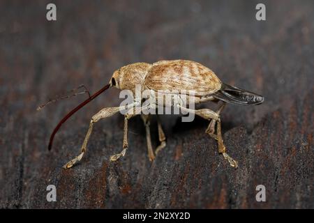 Curculio-Elefanten, Elefanten-Weevil, Esskastanienbohrer Stockfoto