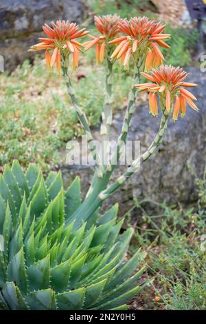 Aloe polyphylla, immergrüne, ganzjährige Blätter in spiralförmigem Muster, röhrenförmige Blüten meist rot mit grünlich-gelben Spitzen Stockfoto