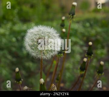 Flauschiger Löwenzahn. Reifer Samen eines schönen Unkrauts Stockfoto