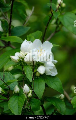 Philadelphus Burfordensis, Philadelphus x virginalis Burfordensis, orangefarbene Burfordensis, Milchstrauch, schalenförmig, weiße Blüten Stockfoto