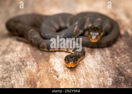 Gewöhnliche Wasserschlangen Stockfoto