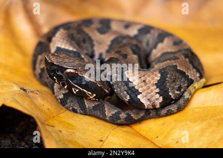 Cottonmouth Stockfoto