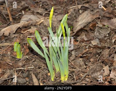 Am Ende des Winters treten grüne Triebe aus dem Waldboden auf, während Wildblumen für den Frühling auftauchen. Narzissen sind eine der ersten, die auftaucht. Stockfoto