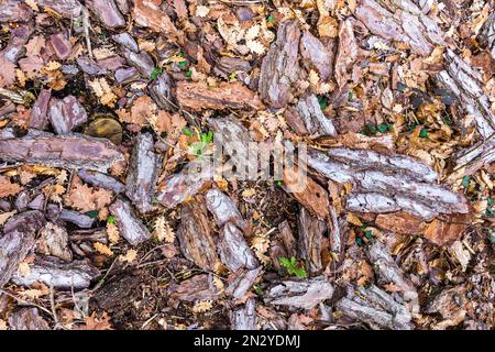 Rindenstücke von erkrankten und sterbenden Pinien - Frankreich. Stockfoto