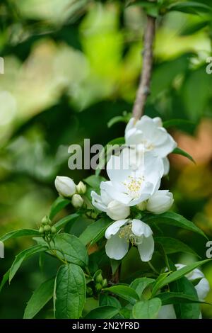 Philadelphus x virginalis Burfordensis, orangefarbene Burfordensis, Milchstrauch, schalenförmig, weiße Blumen Stockfoto