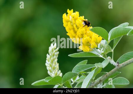 Argyrocytisus battandieri, Ananasbesen, marokkanischer Besen, Milchstrauß, Blüten gelb in Bündeln Stockfoto