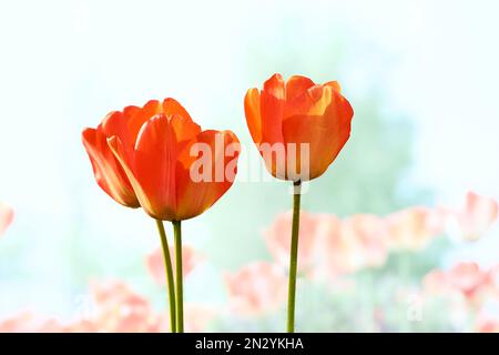 Drei wundervolle scharlachrote Tulpen und ein heller azurblauer Himmel Stockfoto