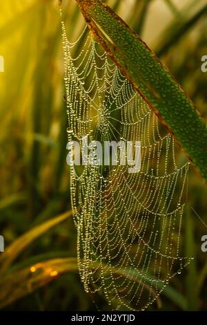 Tautropfen Morgentau auf einem Spinnennetz und ein Blatt Grastropfen auf Spinnennetz und Grasblatt Stockfoto