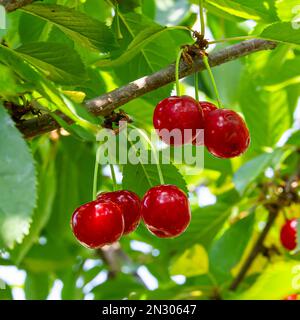 Rote reife Kirschen hängen an einem sonnigen Sommertag an Baumzweigen Stockfoto