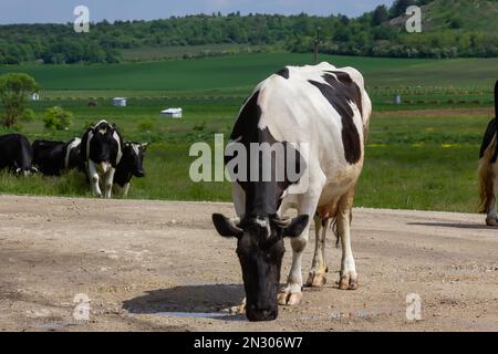 Kühe kommen an einem Sommertag auf dem Land von der Weide Stockfoto