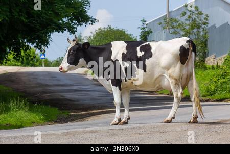 Kühe kommen an einem Sommertag auf dem Land von der Weide Stockfoto