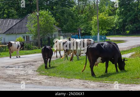 Kühe kommen an einem Sommertag auf dem Land von der Weide Stockfoto