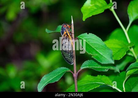 17 Jahre Zikada, Arthropoden, Arthropoden, Artenvielfalt, Brut x, Brut x cicada, Bug, cicada, Zikaden, Nahaufnahme, zusammengesetzte Augen, Kreatur, Entomologie, Augen Stockfoto