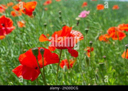Gebräuchliche Namen für Papaver Rhoeas sind Maismohn, Maisrosen, Ackerland, Flandern, Rotmohn oder Gemeine Mohnblume. Stockfoto