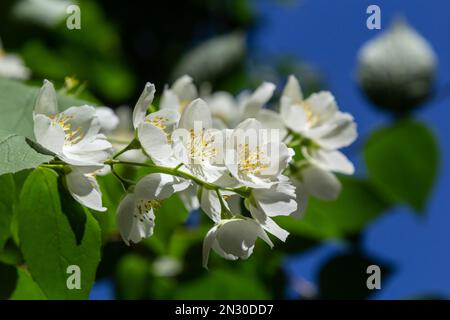 Nahaufnahme von schüsselförmigen weißen Blumen mit markanten gelben Strähnen des süßen orangefarbenen oder englischen Hundeholzes. Philadelphus coronarius in Sunli Stockfoto