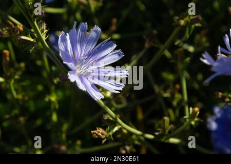 Blühende Chicorée, gewöhnlicher Chicorée Cichorium Intybus. Honigpflanze, Nektar und Pollen. Kaffeeersatz. Verwendet in Süßwaren, Konservenherstellung, Zapfen Stockfoto