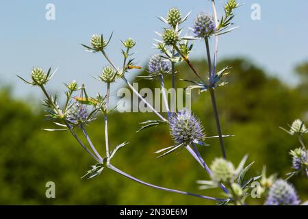 Eryngium Planum Oder Blue Sea Holly - Blume, Die Auf Der Wiese Wächst. Wilde Kräuterpflanzen. Stockfoto