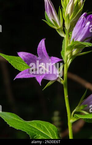 Campanula trachelium blüht auf dunklem Hintergrund. Sommerwald. Stockfoto