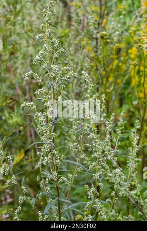 Artemisia vulgaris, auch bekannt als gewöhnlicher Beilkraut, Wermut am Flussufer, Verbrecherkraut, Chrysanthemen-Unkraut, wildes Wurmholz. Blüht im Frühling. Stockfoto