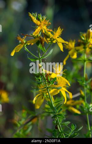 Hypericum-Blüten Hypericum perforatum oder Johanniskraut auf der Wiese, selektiver Fokus auf einige Blüten. Stockfoto
