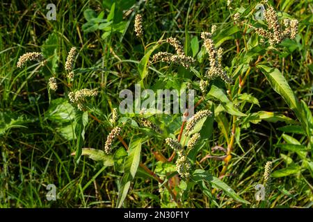 Farbenfrohe Persicaria longiseta, eine blühende Pflanze in der Knotweed-Familie. Stockfoto