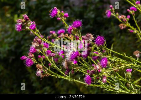 Blühende schleichende Distel Cirsium arvense, auch Kanadische Distel oder Felddistel. Die schleichende Distel gilt in vielen Ländern als schädliches Gras. Stockfoto