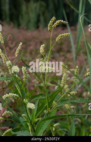 Persicaria longiseta ist eine Art Blütenpflanze in der Knotweed-Familie, bekannt unter den gebräuchlichen Namen Oriental Lady's Thumb, Bristly Lady's Thumb, Asi Stockfoto