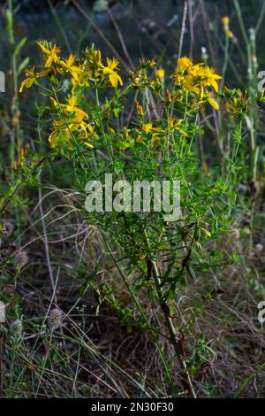 Hypericum-Blüten Hypericum perforatum oder Johanniskraut auf der Wiese, selektiver Fokus auf einige Blüten. Stockfoto