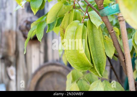 Unreife Sternfrucht (Carambola) auf dem Baumzweig. Obst im Hinterhof anbauen Stockfoto