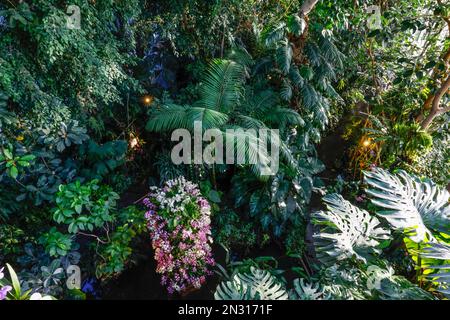 TAUSEND ORCHIDEENAUSSTELLUNG IN DEN GROSSEN GEWÄCHSHÄUSERN DES JARDIN DES PLANTES IN PARIS Stockfoto