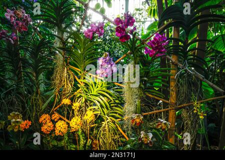 TAUSEND ORCHIDEENAUSSTELLUNG IN DEN GROSSEN GEWÄCHSHÄUSERN DES JARDIN DES PLANTES IN PARIS Stockfoto