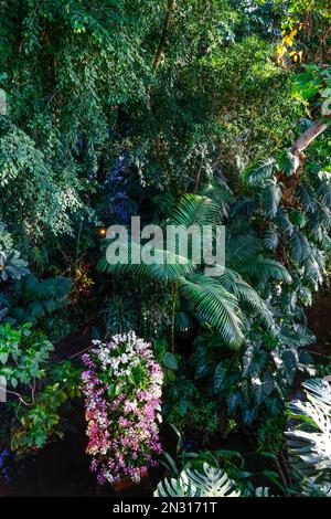 TAUSEND ORCHIDEENAUSSTELLUNG IN DEN GROSSEN GEWÄCHSHÄUSERN DES JARDIN DES PLANTES IN PARIS Stockfoto